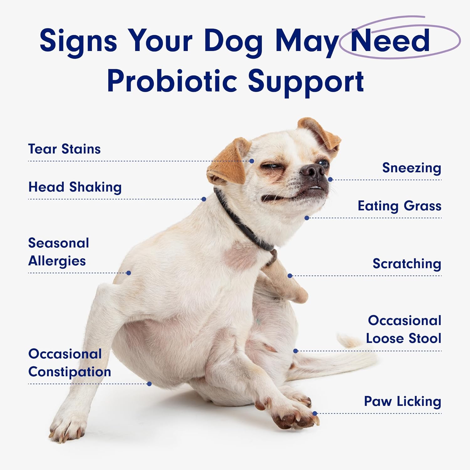 PetLab Co. Probiotics for Dogs, Support Gut Health, Occasional Diarrhea, Digestive Health & Seasonal Allergies - Pork Flavor - 30 Soft Chews - Packaging May Vary